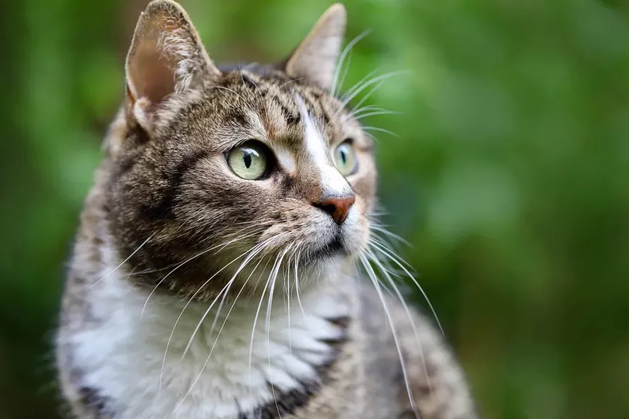 como lidar com a morte de um gato